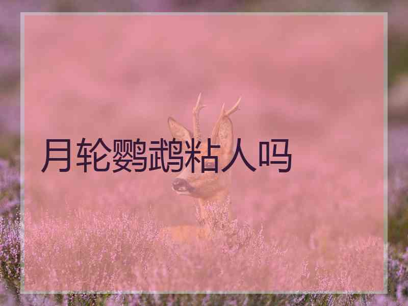 月轮鹦鹉粘人吗