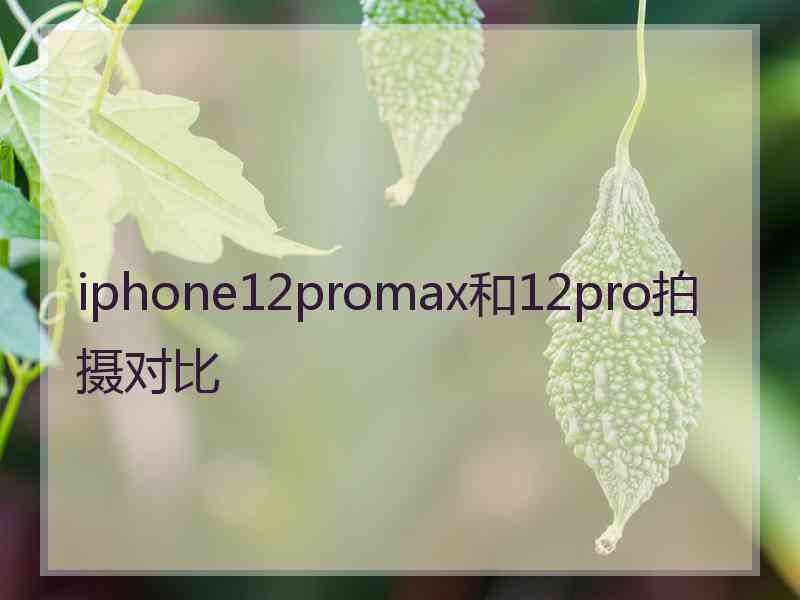 iphone12promax和12pro拍摄对比