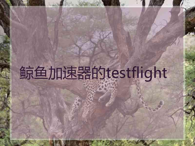 鲸鱼加速器的testflight