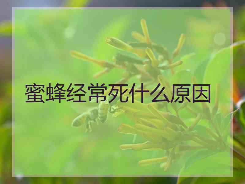 蜜蜂经常死什么原因