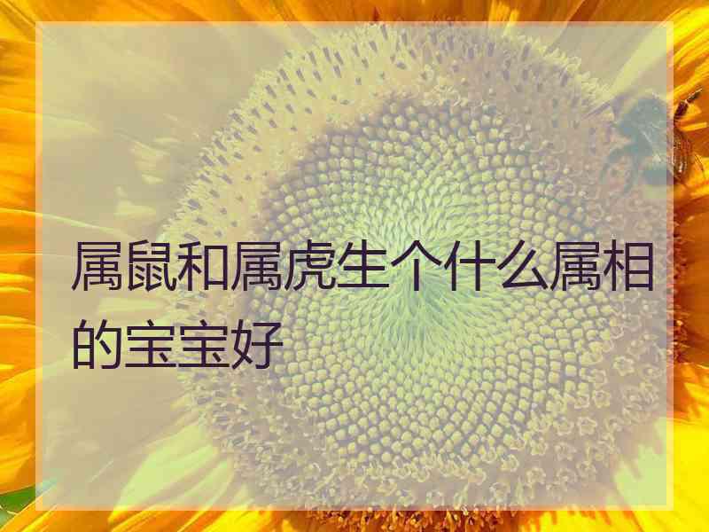 属鼠和属虎生个什么属相的宝宝好