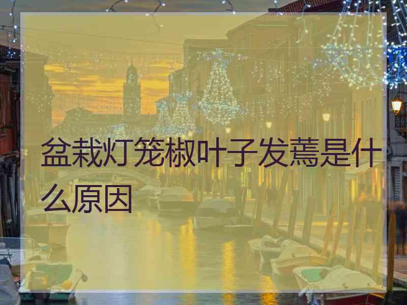 盆栽灯笼椒叶子发蔫是什么原因