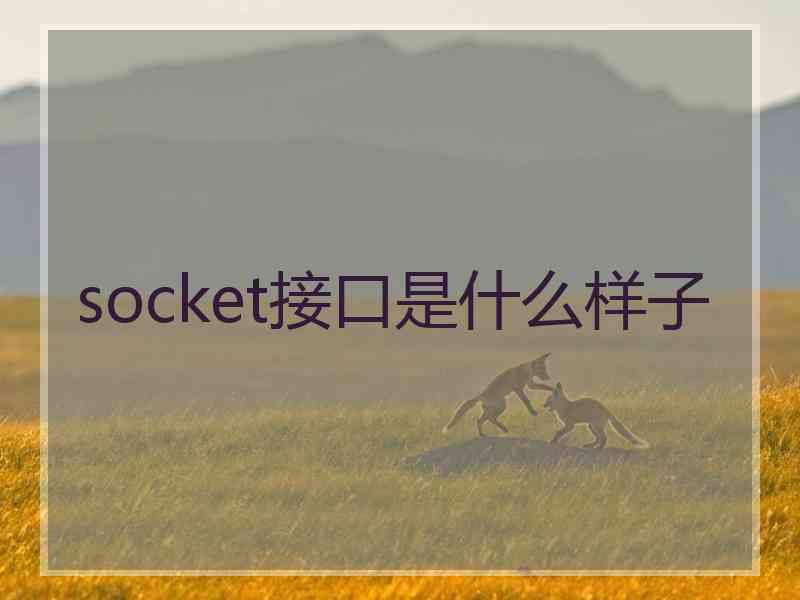 socket接口是什么样子