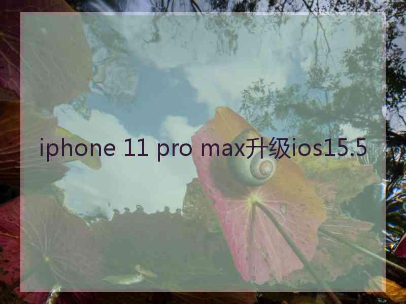 iphone 11 pro max升级ios15.5