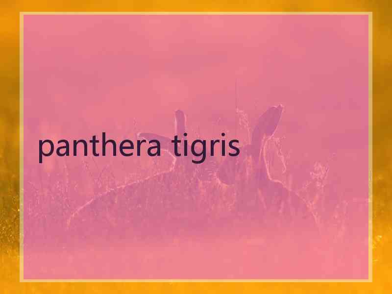 panthera tigris