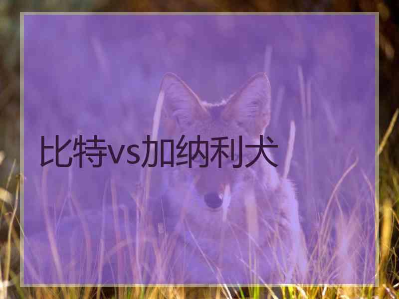 比特vs加纳利犬