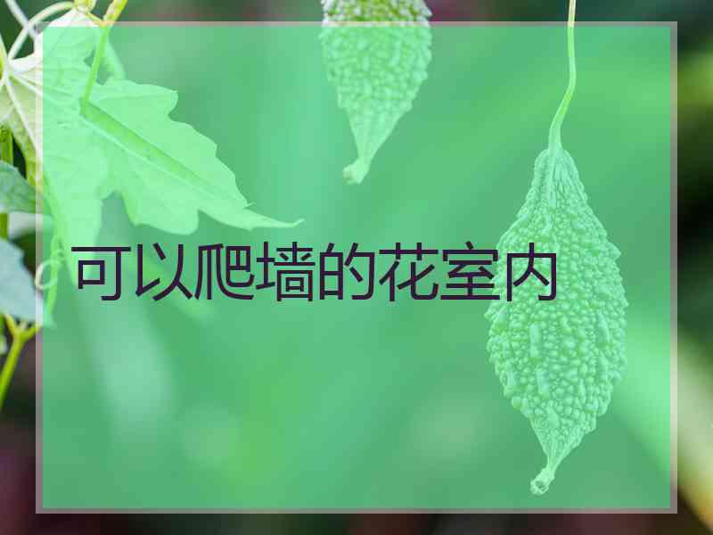 可以爬墙的花室内