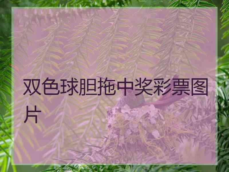 双色球胆拖中奖彩票图片