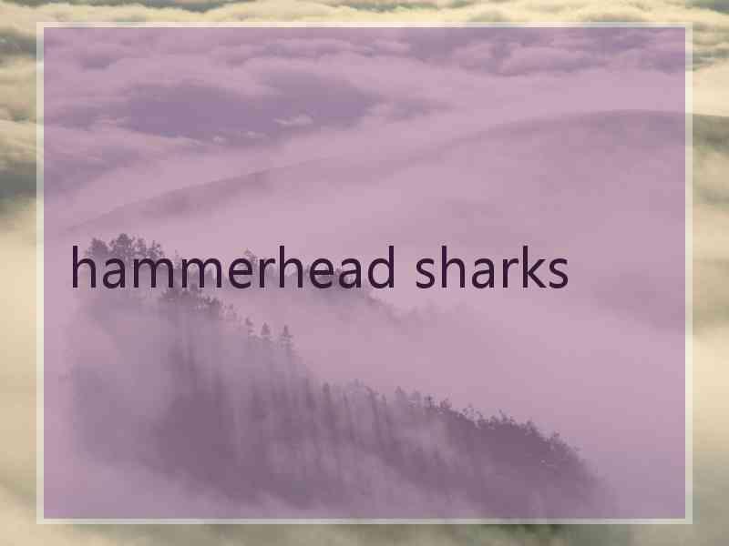 hammerhead sharks