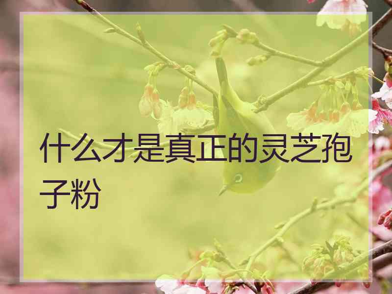 什么才是真正的灵芝孢子粉