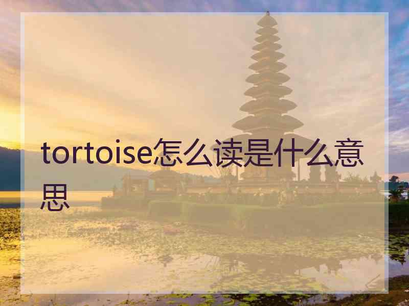 tortoise怎么读是什么意思