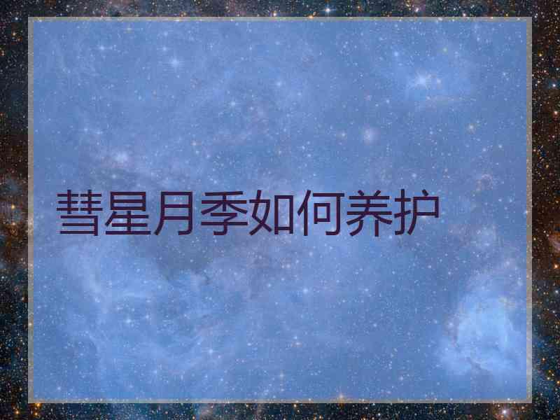 彗星月季如何养护