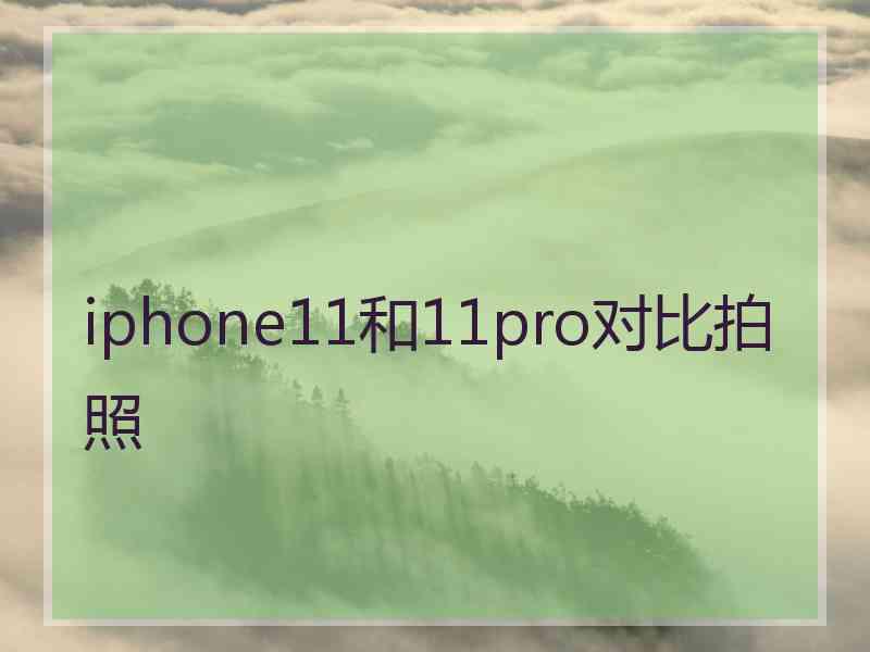 iphone11和11pro对比拍照