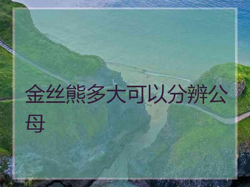 金丝熊多大可以分辨公母