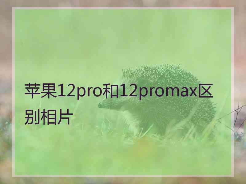 苹果12pro和12promax区别相片