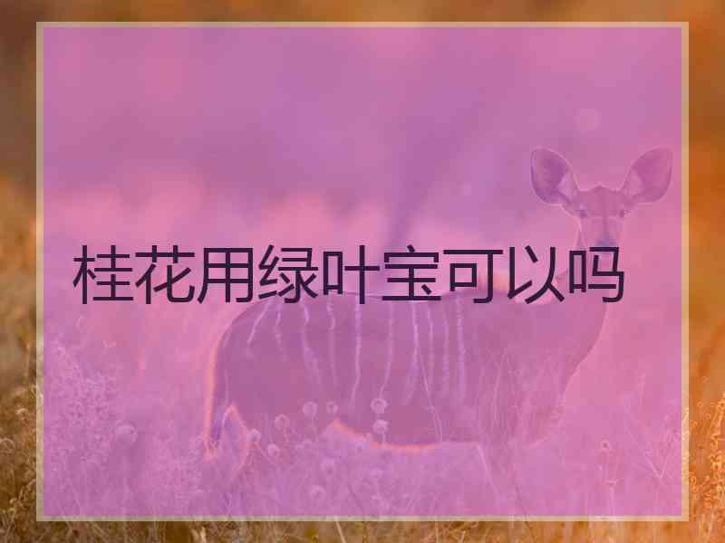 桂花用绿叶宝可以吗