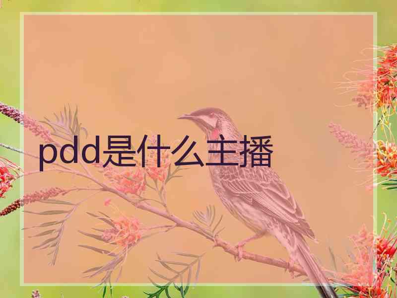 pdd是什么主播