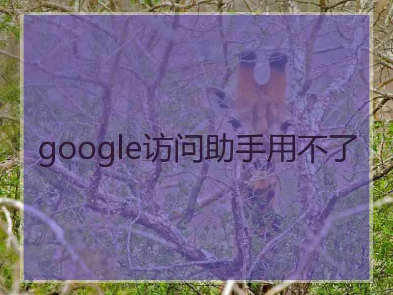 google访问助手用不了