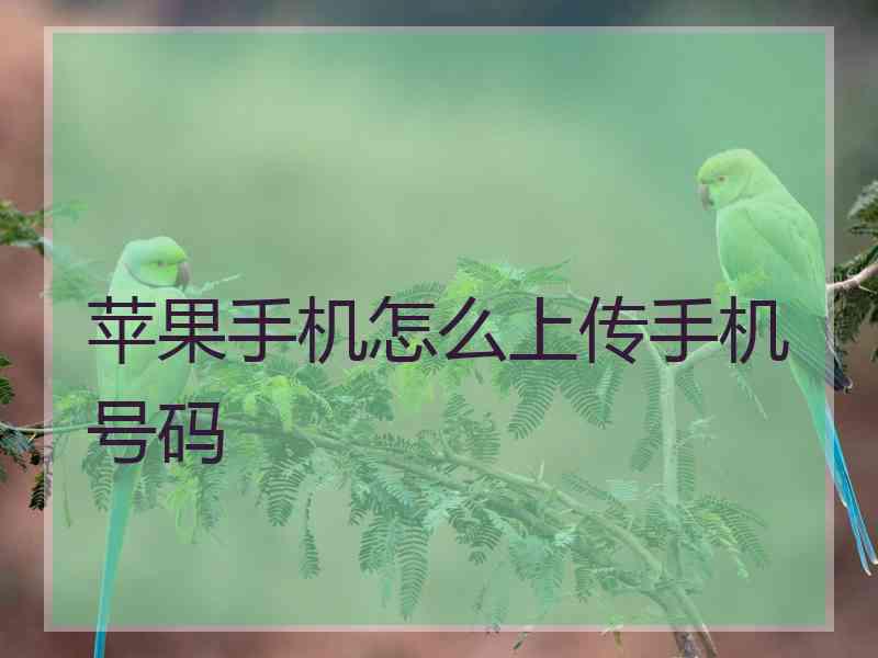 苹果手机怎么上传手机号码