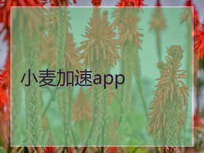 小麦加速app