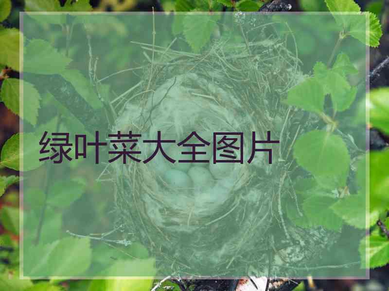 绿叶菜大全图片