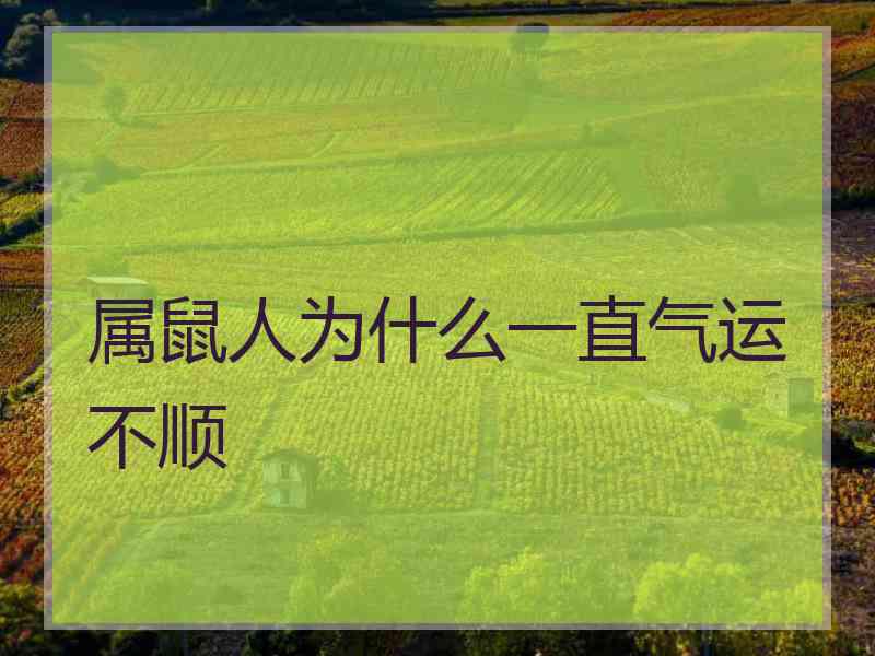 属鼠人为什么一直气运不顺