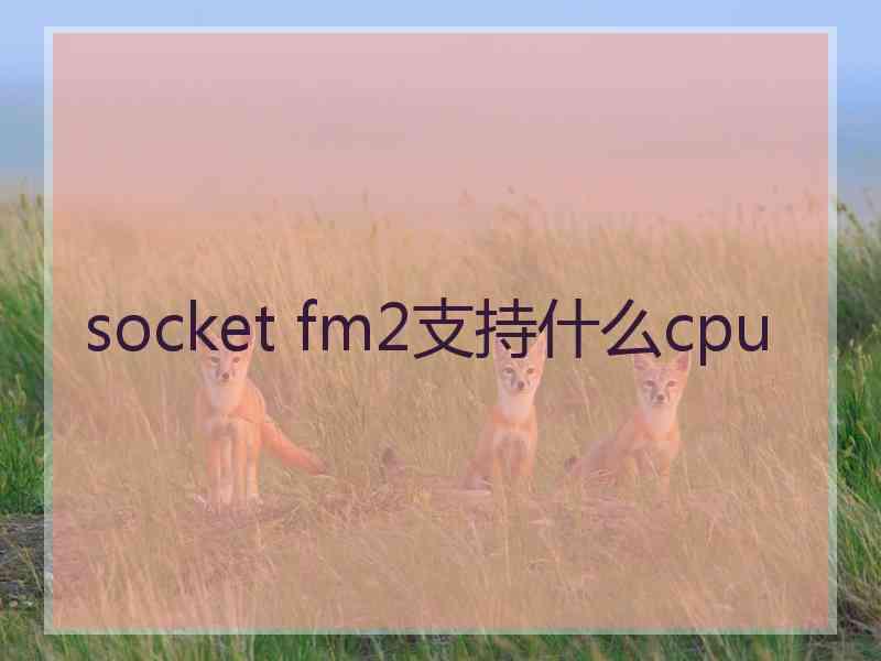 socket fm2支持什么cpu