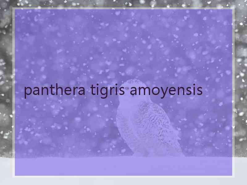 panthera tigris amoyensis