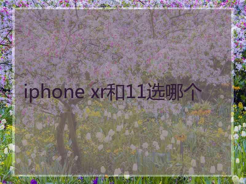 iphone xr和11选哪个