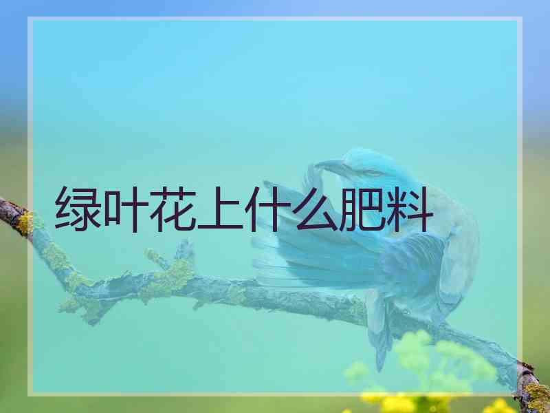 绿叶花上什么肥料