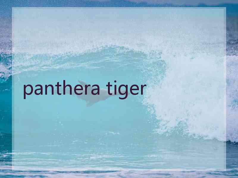 panthera tiger