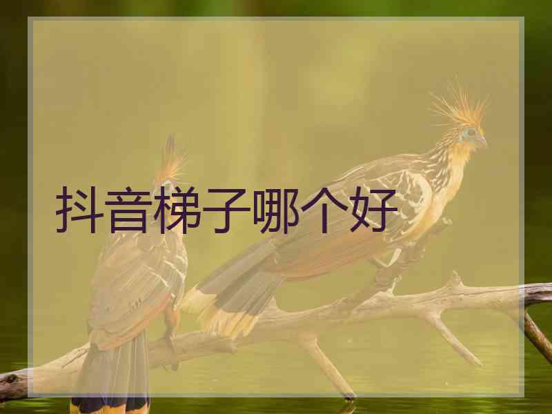 抖音梯子哪个好